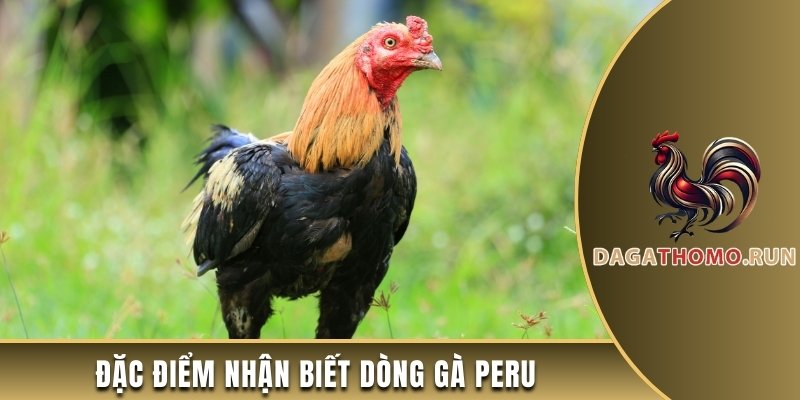 Đặc điểm nhận biết dòng gà Peru